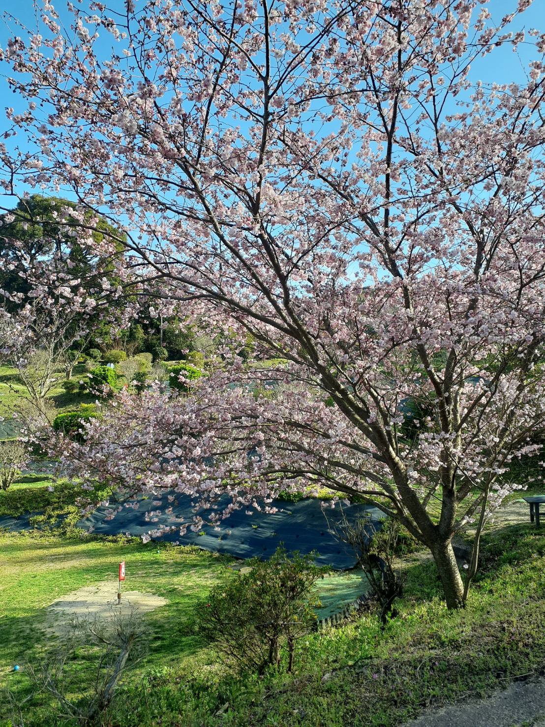 グランドゴルフ場の風景1